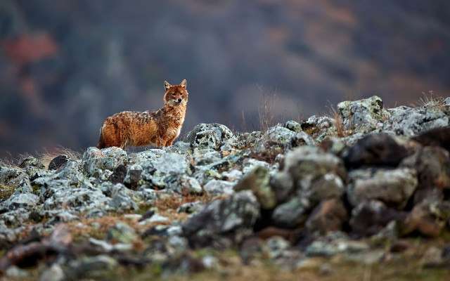 Rocky hillside animal bushes forest free wallpaper for desktop - medium preview image