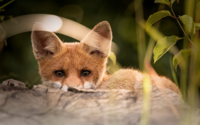 Small fox sitting on rock free wallpaper for desktop - medium preview image