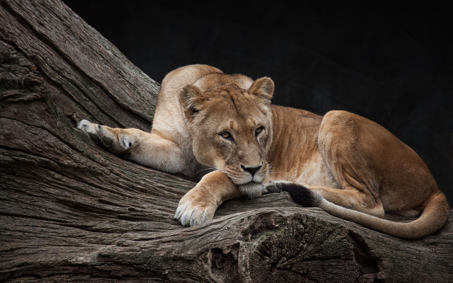 Lion resting tree branch night free wallpaper for desktop - medium preview image