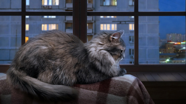 Cat cityscape night window blurry free wallpaper for desktop - medium preview image