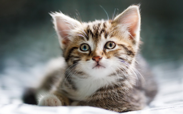 Kitten blueeyes sad laying bed free wallpaper for desktop - medium preview image