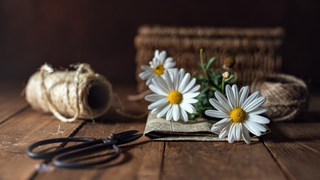 Daisies scissors book flower vase free wallpaper for desktop - medium preview image