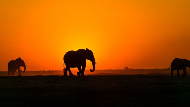 Elephants sunset field wildlife photography free wallpaper for desktop - medium preview image