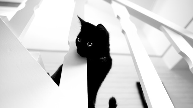 Black cat hiding white wall free wallpaper for desktop - medium preview image
