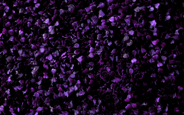 Purple flower background ghost hat free wallpaper for desktop - medium preview image