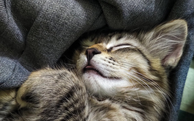 Sleeping cat renaissance microscopic cute free wallpaper for desktop - medium preview image