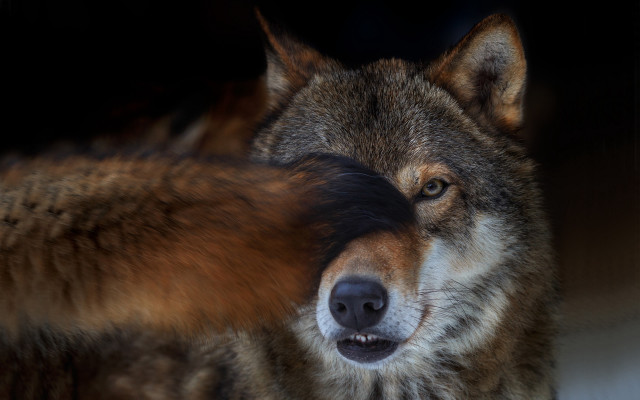 Wolf blurry face background award free wallpaper for desktop - medium preview image