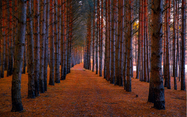 Forest path bench sunset magic free wallpaper for desktop - medium preview image