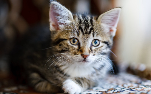 Sad blue eyed kitten on free wallpaper for desktop - medium preview image