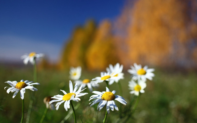 Daisy field blue sky yellow #2 free wallpaper for desktop - medium preview image