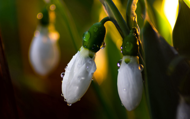 Flower water droplets macro bokeh #2 free wallpaper for desktop - medium preview image