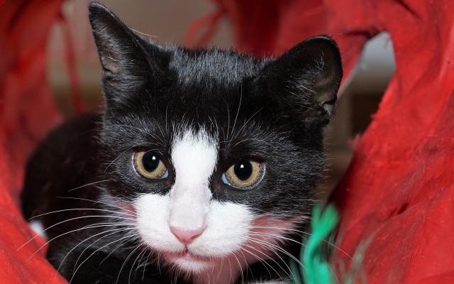 Black white cat red chair free wallpaper for desktop - medium preview image