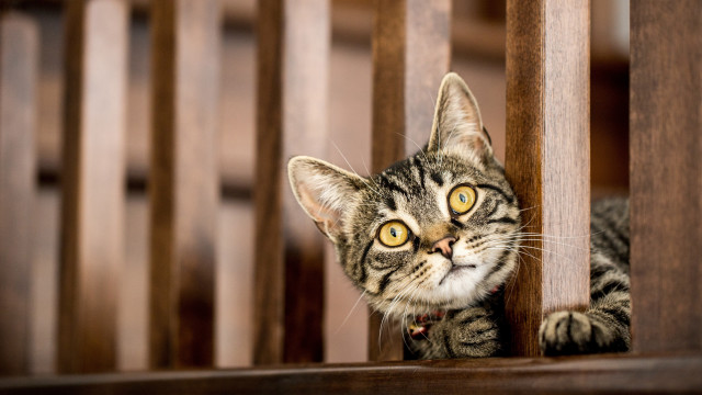 Curious cat peeking wooden rail free wallpaper for desktop - medium preview image