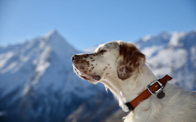 Dog brownwhitecollar mountain sky blurry free wallpaper for desktop - medium preview image