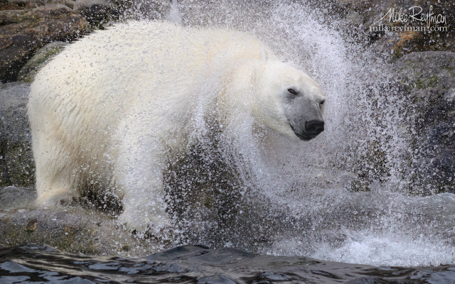Polar bear splash water ecological free wallpaper for desktop - medium preview image