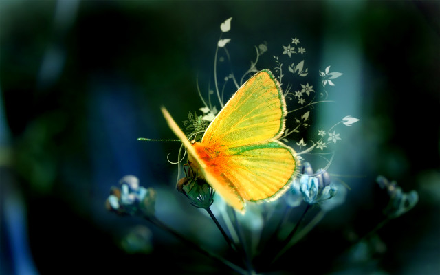 Yellow butterfly flower blue field #6 free wallpaper for desktop - medium preview image