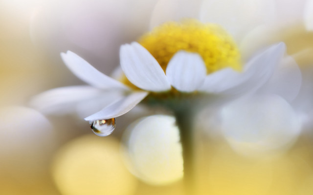 Flower water butterfly macro bokeh free wallpaper for desktop - medium preview image