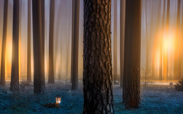 Magical forest light sitting bench free wallpaper for desktop - medium preview image
