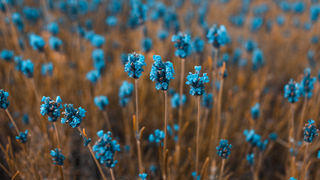 Blue flowers brown stems sky free wallpaper for desktop - medium preview image