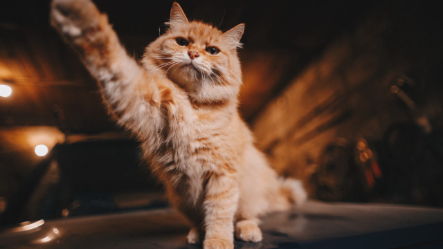 Cat heroic arabesque car paw free wallpaper for desktop - medium preview image