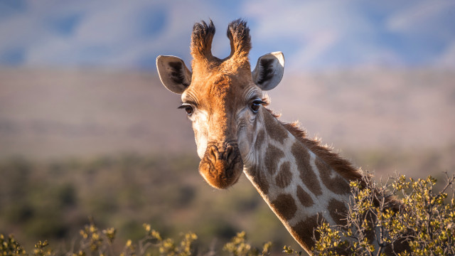 Giraffe field trees clouds evening free wallpaper for desktop - medium preview image