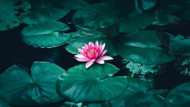Pink flower floating pond water free wallpaper for desktop - medium preview image