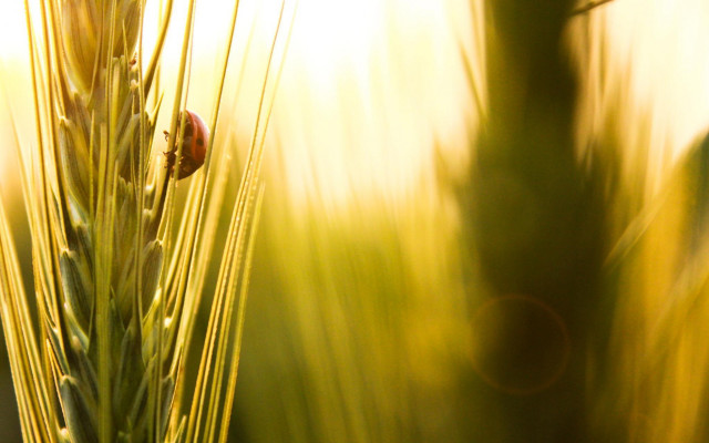 Plant bug macro grass sunset free wallpaper for desktop - medium preview image
