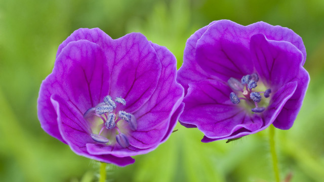 Purple flowers green leaves blurry free wallpaper for desktop - medium preview image