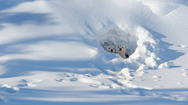Polar bear snow hole outdoor free wallpaper for desktop - medium preview image