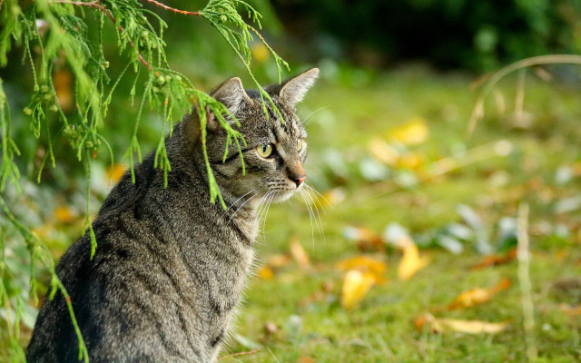 Cat grass tree leaves blurry free wallpaper for desktop - medium preview image
