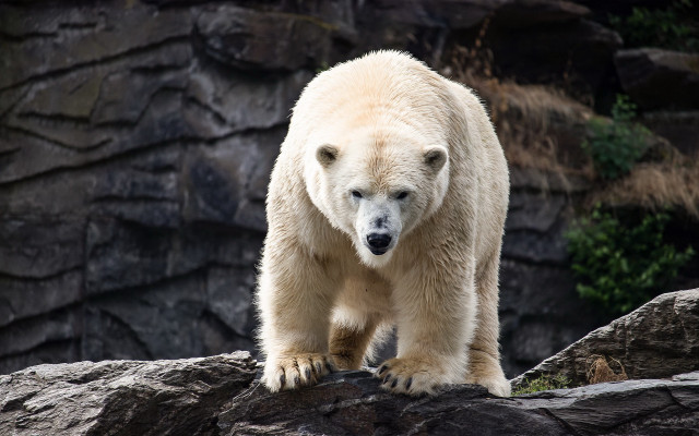 Polar bear rock zoo curious free wallpaper for desktop - medium preview image