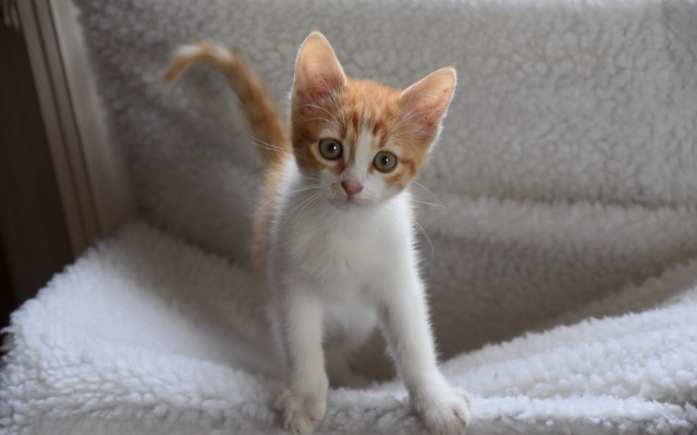 Tiny kitten white blanket chair free wallpaper for desktop - medium preview image