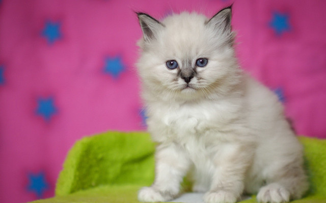 White cat blurry starry background free wallpaper for desktop - medium preview image