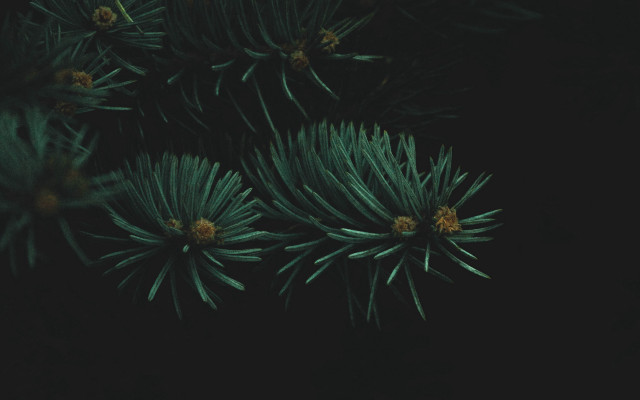Green flowers yellow centers black free wallpaper for desktop - medium preview image