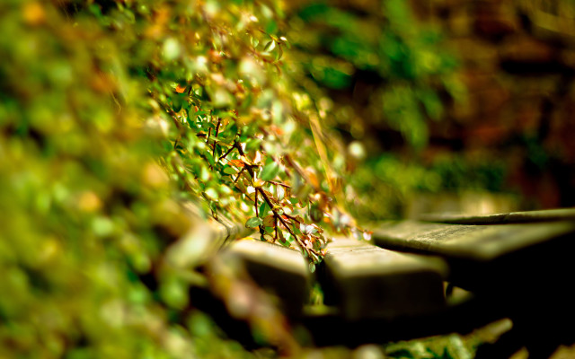 Bench plant bokeh christmas aurora free wallpaper for desktop - medium preview image