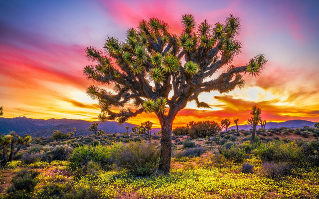 Cactus tree sunset clouds nature free wallpaper for desktop - medium preview image