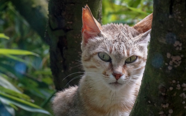 Sad cat in tree depth free wallpaper for desktop - medium preview image