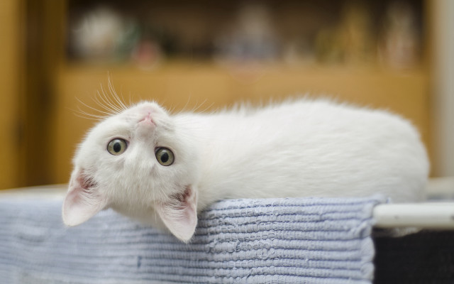 White kitten towels table door free wallpaper for desktop - medium preview image