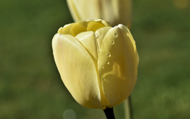 Yellow flower water drops macro free wallpaper for desktop - medium preview image