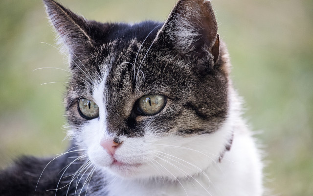 Cat collar looking camera blurry free wallpaper for desktop - medium preview image