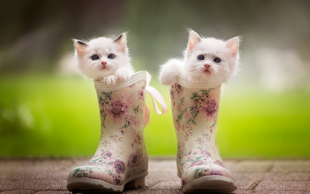 White kittens boot flower bow free wallpaper for desktop - medium preview image