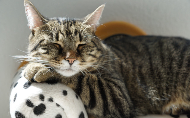 Cat stuffed animal table wall free wallpaper for desktop - medium preview image