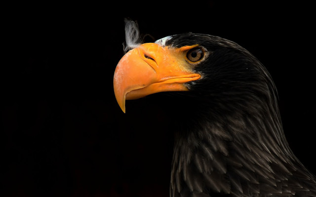 Bird prey yellow beak black free wallpaper for desktop - medium preview image
