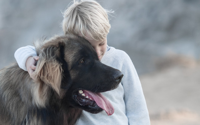 Boy hugging dog mountain portrait free wallpaper for desktop - medium preview image