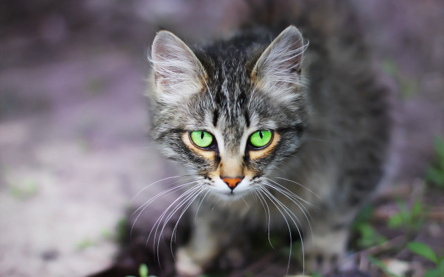 Cat green eyes macro bokeh free wallpaper for desktop - medium preview image