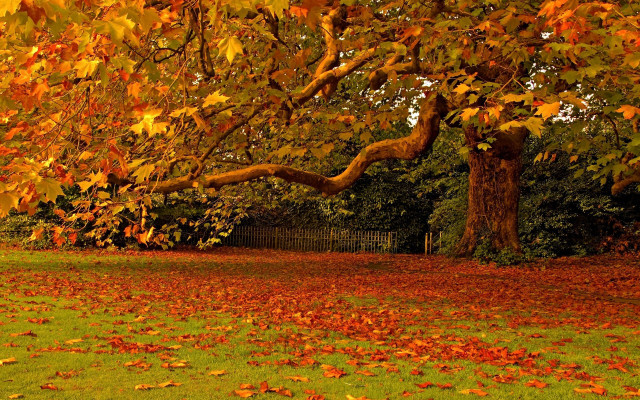 Autumn leaves fire tree park free wallpaper for desktop - medium preview image