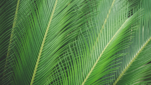 Green leaf palm tree macro free wallpaper for desktop - medium preview image