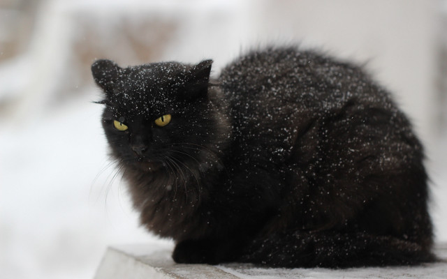 Black cat snow aurora fireworks free wallpaper for desktop - medium preview image