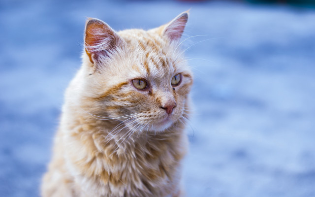 Sad cat on ground looking free wallpaper for desktop - medium preview image