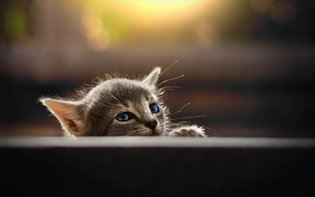 Blue eyed kitten floor macro free wallpaper for desktop - medium preview image